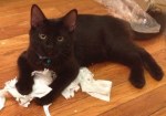 Vader loves playing with toilet paper!